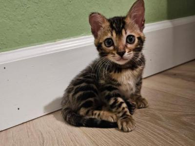 Penut - Bengal - Gallery Photo #1