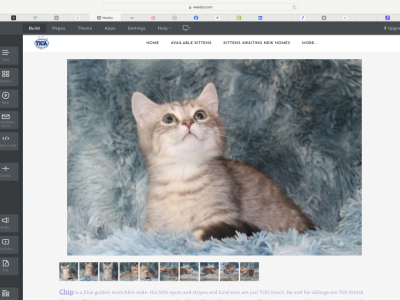 Chip The English Muffin - Munchkin - Gallery Photo #1