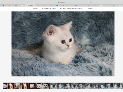 Argento The English Muffin - Munchkin - Gallery Photo #1