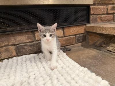 Lily - Domestic - Gallery Photo #1