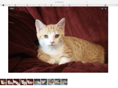 Stan The English Muffin - Munchkin - Gallery Photo #1