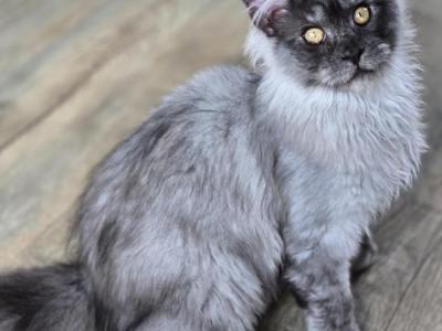 SPECIAL Ending Soon Maine Coon Females Male - Maine Coon - Gallery Photo #1
