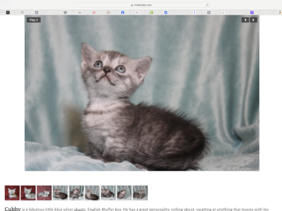 Cubby The English Muffin - Munchkin - Gallery Photo #1