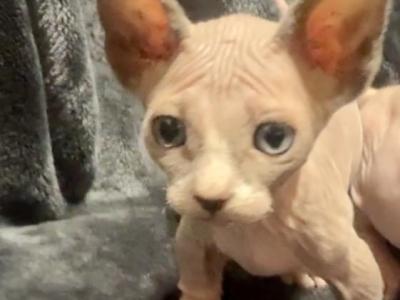 Male Dwarf Sphynx - Sphynx - Gallery Photo #1
