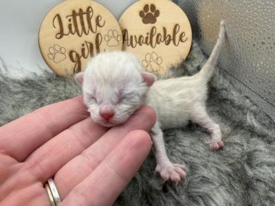 Pip - Bengal - Gallery Photo #1