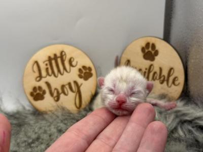 Echo - Bengal - Gallery Photo #1