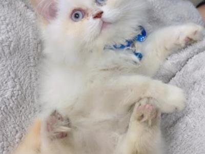 Female Persian Kitten - Persian - Gallery Photo #1