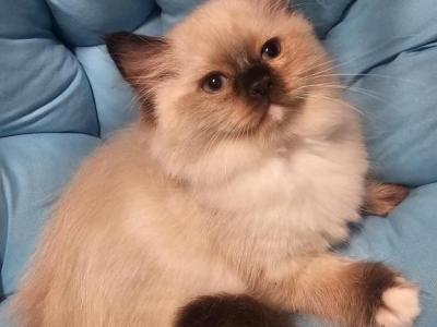 K - Ragdoll - Gallery Photo #1
