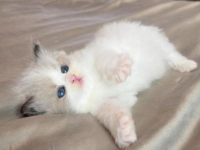 Amelie - Ragdoll - Gallery Photo #1