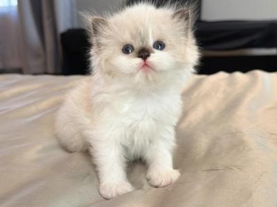 Louis - Ragdoll - Gallery Photo #1