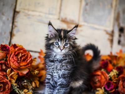 Anna - Maine Coon - Gallery Photo #1