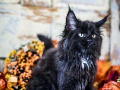 Binx - Maine Coon - Gallery Photo #1