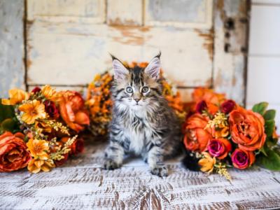 Winnie - Maine Coon - Gallery Photo #1
