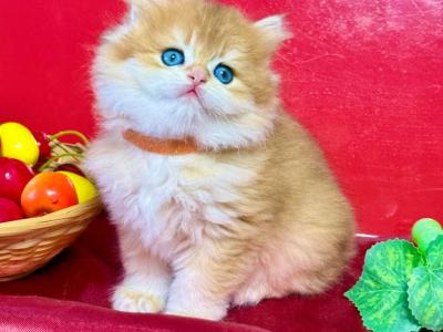 Golden British Longhair Boy - British Shorthair - Gallery Photo #1