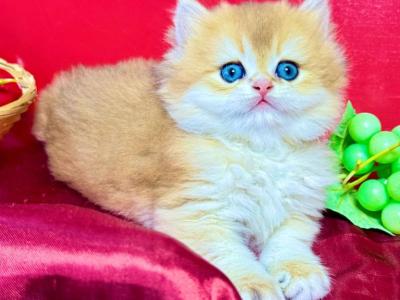 Golden British Longhair Male - British Shorthair - Gallery Photo #1