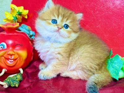 Golden British Male - British Shorthair - Gallery Photo #1