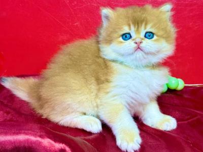 British Longhair Female - British Shorthair - Gallery Photo #1