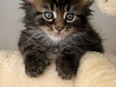 Ash - Maine Coon - Gallery Photo #1