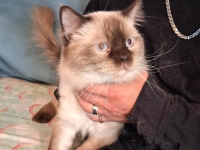 Adult Males - Ragdoll - Gallery Photo #1