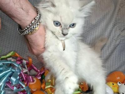 Ragdoll Litter - Ragdoll - Gallery Photo #1