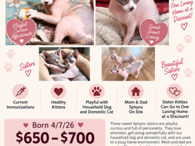 Zena And Ziggy - Sphynx - Gallery Photo #1