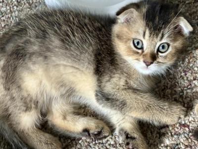 Beml - Scottish Fold - Gallery Photo #1