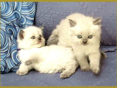 Shizari's September Litter - Himalayan - Gallery Photo #1