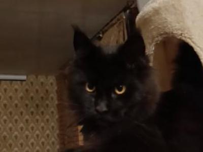 Cassiopeia - Maine Coon - Gallery Photo #1