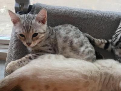 Bengal Kittens - Bengal - Gallery Photo #1