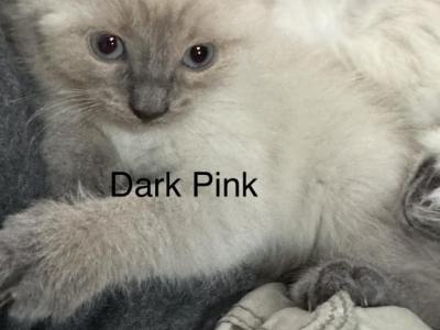 Pink - Siamese - Gallery Photo #1