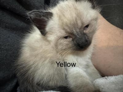Yellow - Siamese - Gallery Photo #1