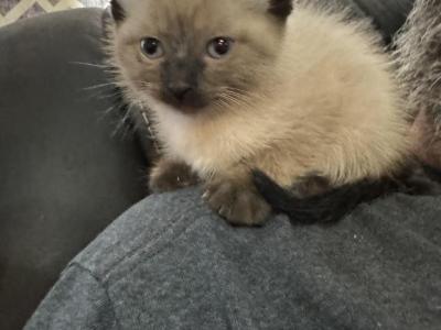 Red - Siamese - Gallery Photo #1