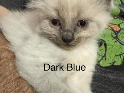 Blue - Siamese - Gallery Photo #1