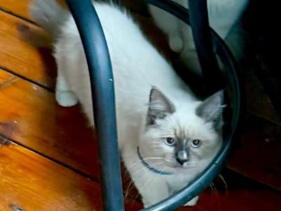 Noodle - Siberian - Gallery Photo #1