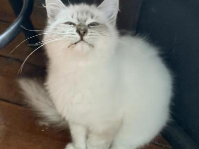 Nelson - Siberian - Gallery Photo #1
