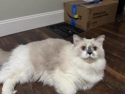 Muffin - Ragdoll - Gallery Photo #1