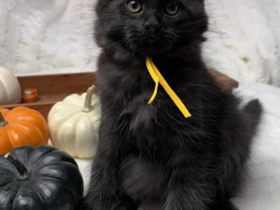 Steeler Litter - Maine Coon - Gallery Photo #1