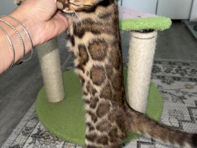 Aphelia - Bengal - Gallery Photo #1