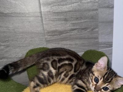 Zeus - Bengal - Gallery Photo #1