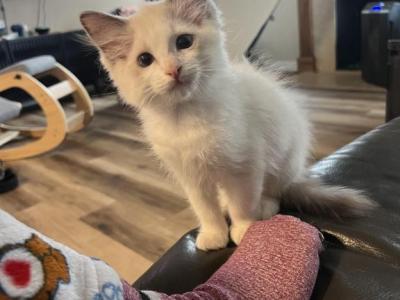 Mr White - Ragdoll - Gallery Photo #1