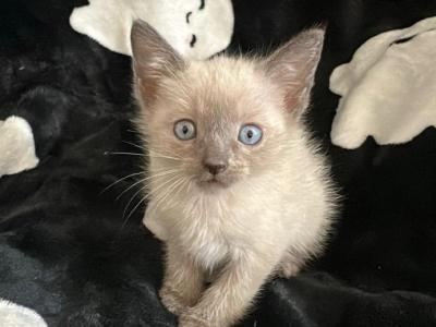 Pinkys Babies - Siamese - Gallery Photo #1