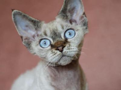 Seal Point Devon Rex - Devon Rex - Gallery Photo #1