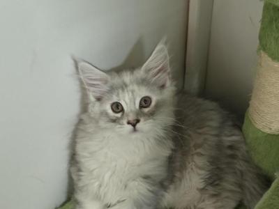 Tortie - Maine Coon - Gallery Photo #1