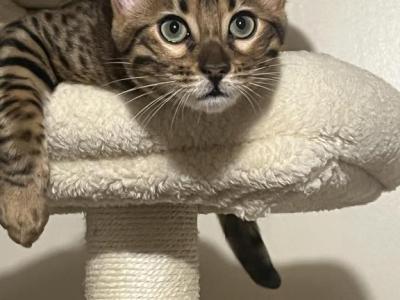 Bengal Kittens - Bengal - Gallery Photo #1