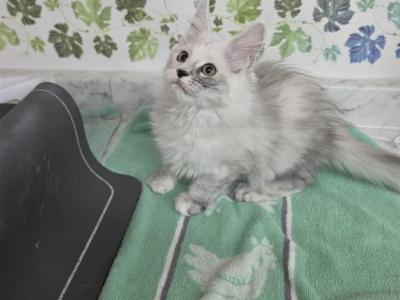 Sunshine - Maine Coon - Gallery Photo #1