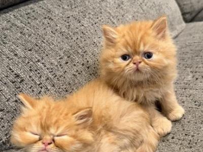 Male And Female Kittens Available - Persian - Gallery Photo #1