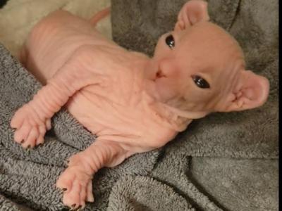 Phebe - Sphynx - Gallery Photo #1