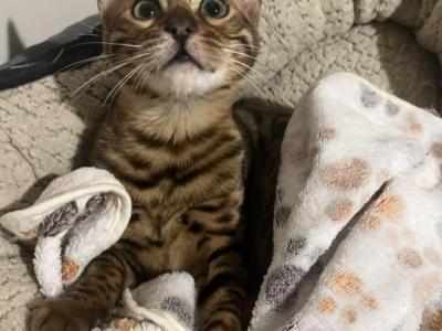 Bengal Kittens - Bengal - Gallery Photo #1