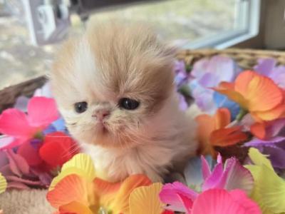 Red White Persian Female Kitten - Persian - Gallery Photo #1