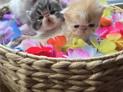 Red White Persian Male Kitten - Persian - Gallery Photo #1